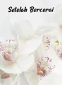Setelah Bercerai cover