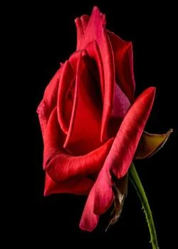LA ROSE ENSANGLANTÉE