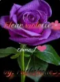 Fleur violette🌺🌺 cover